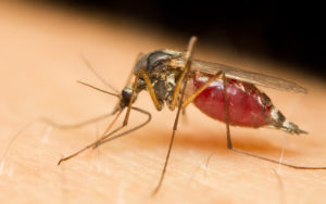 Can Mosquitoes Transmit STDs?