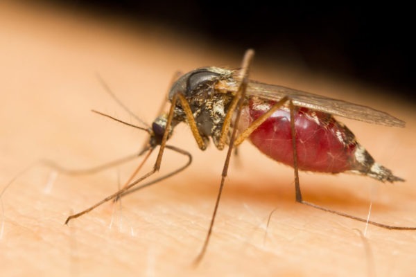 Can Mosquitoes Transmit STDs?